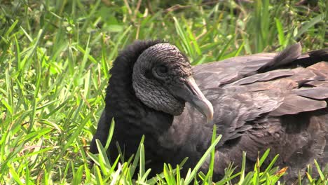 Buitre-De-Los-Everglades-De-Florida-Sentado-En-El-Césped