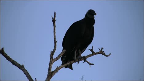 Florida-Everglades-A-Vulture-On-A-Branch
