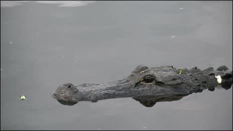 Everglades-De-Florida-Cabeza-De-Cocodrilo-En-Agua