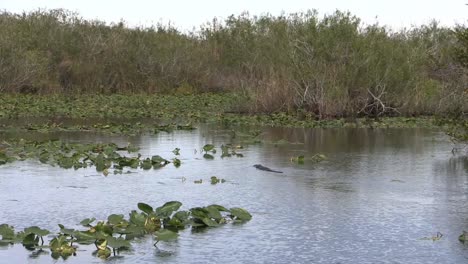 Everglades-De-Florida-Cocodrilo-En-El-Lago-Nada-Hacia-Nenúfares