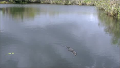 Florida-Everglades-Alligator-Schaut-Nach-Unten