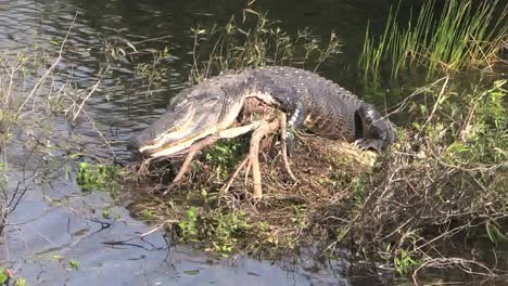 Cocodrilo-De-Los-Everglades-De-Florida-Al-Iniciar-Sesión-Lago-Durmiendo-Y-Luego-Abre-Los-Ojos