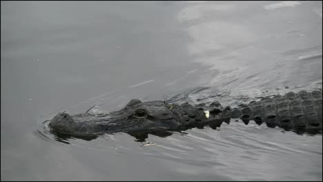Florida-Everglades-Alligator-Drehen-Und-Schwimmen