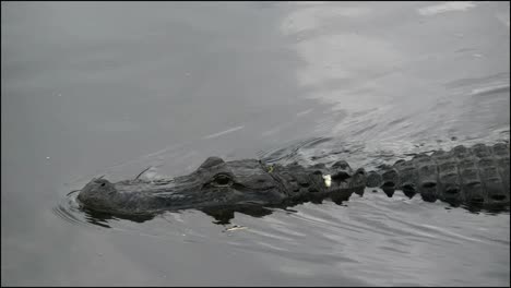 Everglades-De-Florida-Cocodrilo-Girando-Y-Nadando