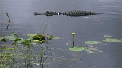 Florida-Everglades-Alligator-Dreht-Sich-Schnell-Vorbei-An-Lilien