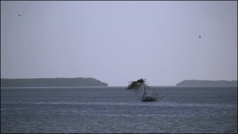 Florida-Everglades-Bay-Mit-Einsamer-Mangrovenpflanze