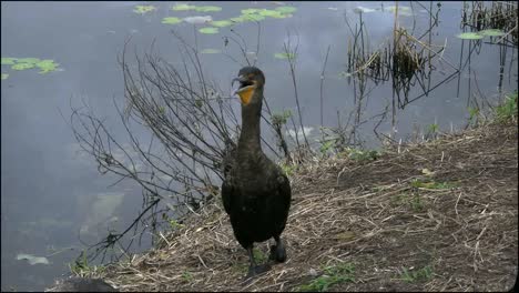 Florida-Everglades-Pájaro-Respirando-En-El-Banco