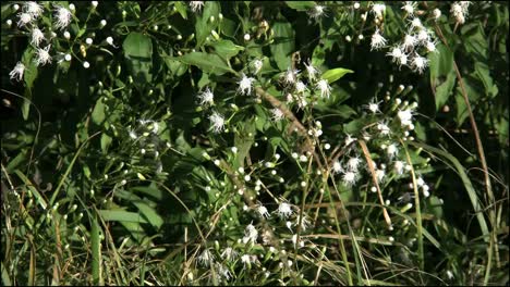 Florida-Everglades-Butterfly-And-White-Flowers-On-Shrub