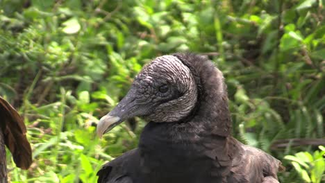 Florida-Everglades-Cabeza-De-Un-Buitre-Con-Ojo-Parpadeante