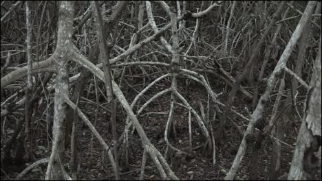 Everglades-De-Florida-Raíces-De-Manglar-En-Sombra