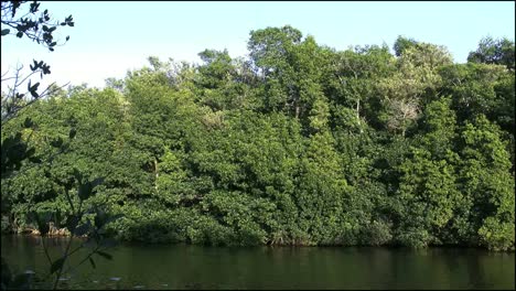 Manglares-De-Los-Everglades-De-Florida-Más-Allá-Del-Lago