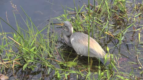 Florida-Everglades-Tricolored-Heron-Catches-Food