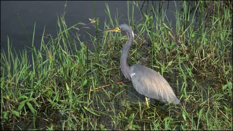 Florida-Everglades-Dreifarbiger-Reiher-In-Der-Sonne