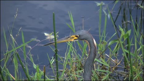 Everglades-De-Florida-Cabeza-De-Garza-Tricolor