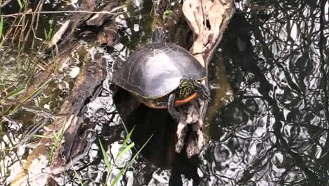 Tortuga-De-Los-Everglades-De-Florida-En-Un-Pedazo-De-Madera