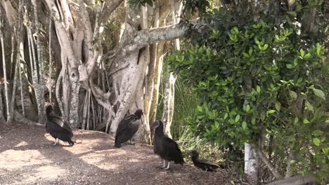 Florida-Everglades-Vultures-Hop-Up-On-A-Bank