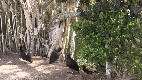 Buitres-De-Los-Everglades-De-Florida-Saltan-En-Un-Banco