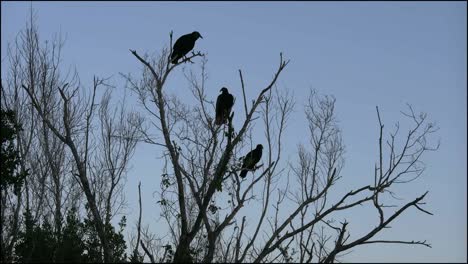 Florida-Everglades-Vultures-Sit-In-Tree