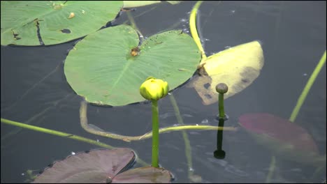 Florida-Everglades-Lirio-De-Agua-Yema