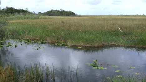 Florida-Everglades-Wasser,-Gras-Und-Reiher