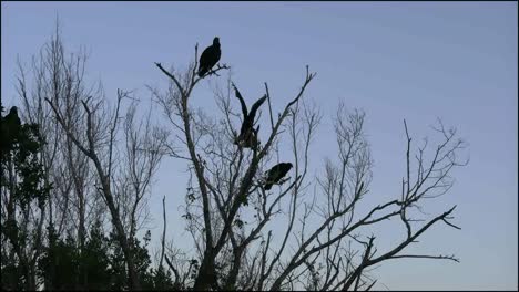 Los-Everglades-De-Florida-Amplían-Los-Buitres-Y-Las-Alas-De-Un-Aleteo