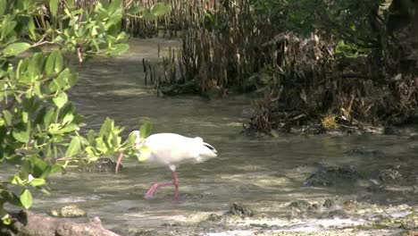 Florida-Key-Largo-Ibis-Watet-In-Der-Nähe-Der-Küste