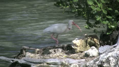 Florida-Key-Largo-Ibis-Walks-Toward-Shore