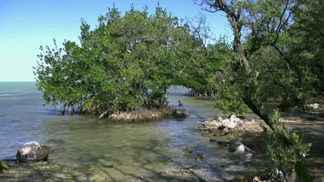 Florida-Key-Largo-Mangrovenpelikan-In-Ferne