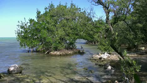 Florida-Key-Largo-Manglar-Pelícano-En-La-Distancia