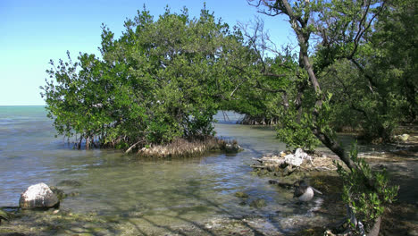 Florida-Key-Largo-Manglar-Con-Pájaro-Volando-Por