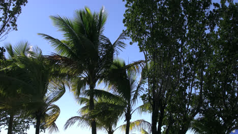 Florida-Key-Largo-Palms-En-El-Viento