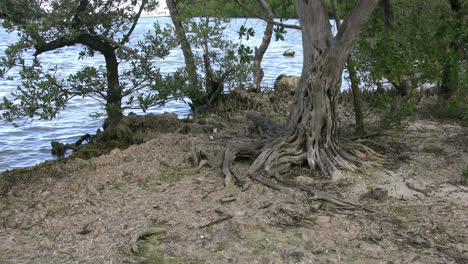 Florida-Key-Largo-Baum-Mit-Interessanten-Wurzeln