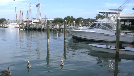 Florida-Key-West-Hafen-Mit-Booten-Und-Schwimmenden-Pelikanen