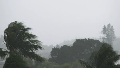Florida-Key-West-Palm-In-Rainstorm-Pan
