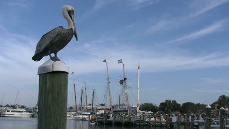 El-Pelícano-De-Key-West-De-Florida-En-El-Poste-Mira-Hacia-Mástiles-Y-Puerto