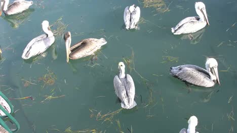 Florida-Key-West-Pelicans-And-Fish