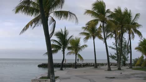 Florida-Keys-Palms-And-Sea