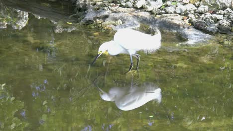 Florida-Reiher-Spiegelt-Sich-Im-Wasser