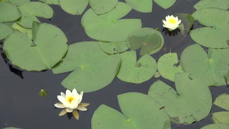 Florida-Seerosenblätter-Und-Blumen-Im-Sumpf