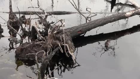 Florida-Marsh-Fallen-Log-In-Water