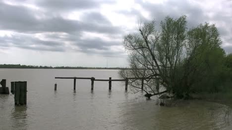 Louisiana-Mississippi-River-With-Willow