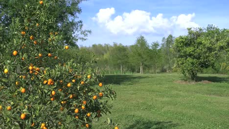 Louisiana-Orangenhain