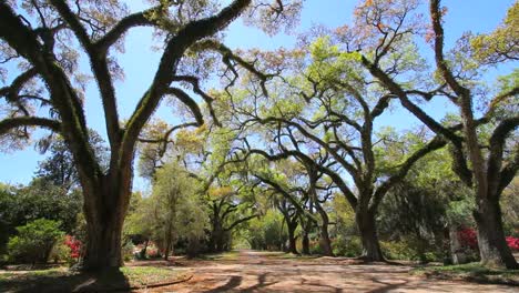 Louisiana-Rosedown-Plantage-Allee-Der-Lebenden-Eichen