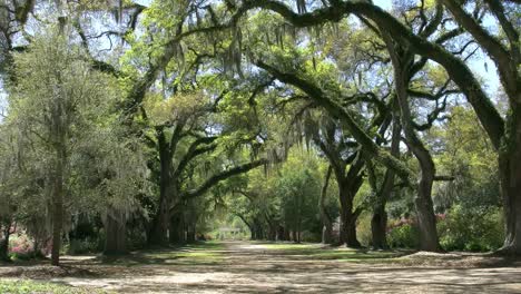 Louisiana-Eine-Eichenallee-In-Den-Gärten-Der-Rosenplantagen