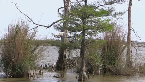 Louisiana-Bird-On-Nest-In-Cypress-Tree-Zoom-Out