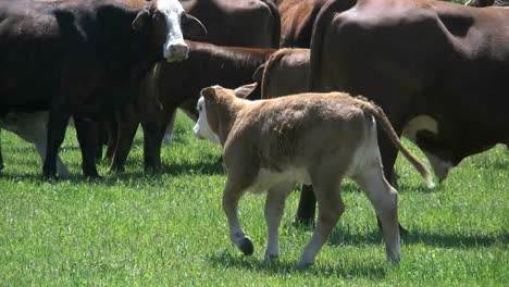Louisiana-Cattle-With-Calf