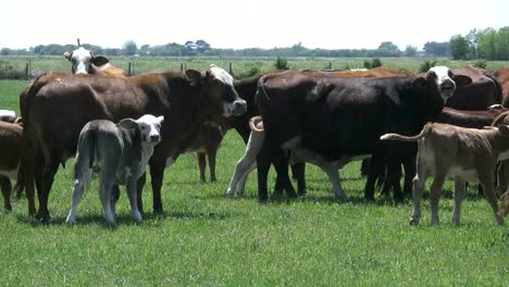 Louisiana-Cattle