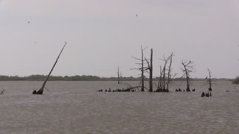 Cipreses-Muertos-De-Louisiana-En-Agua