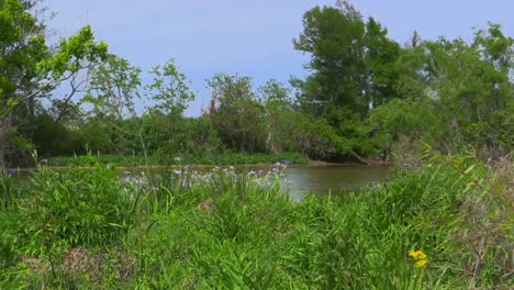 Louisiana-Iris-Grows-On-Bayou-Bank