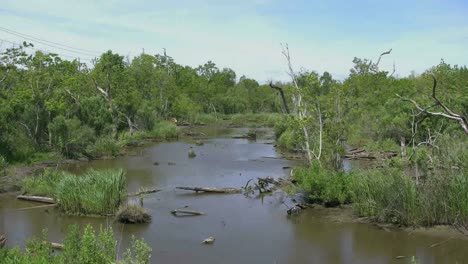 Louisiana-Sumpfwasser
